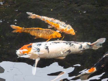Süslü havuzda koi balığı.