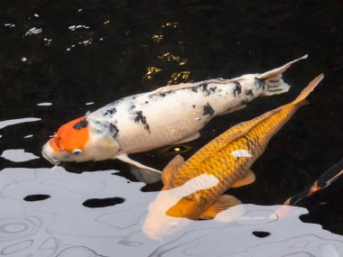 Süslü havuzda koi balığı.