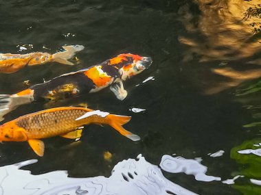 Süslü havuzda koi balığı.