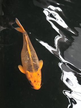 Süslü havuzda koi balığı.