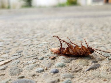 Yerde ölü bir hamamböceği