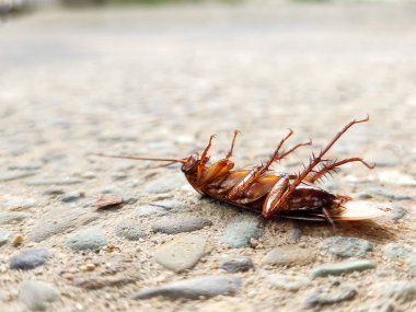 Yerde ölü bir hamamböceği