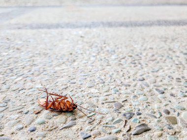 Yerde ölü bir hamamböceği