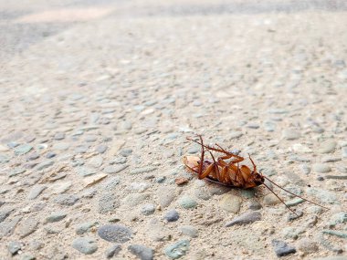 Yerde ölü bir hamamböceği