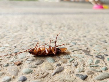 Yerde ölü bir hamamböceği