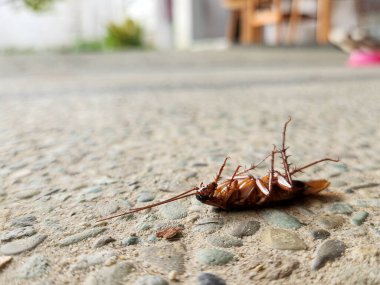 Yerde ölü bir hamamböceği
