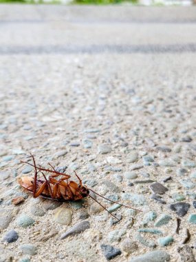 Yerde ölü bir hamamböceği