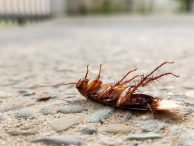 Yerde ölü bir hamamböceği