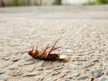 Yerde ölü bir hamamböceği