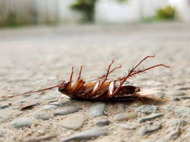 Yerde ölü bir hamamböceği