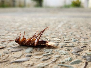 Yerde ölü bir hamamböceği