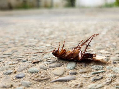 Yerde ölü bir hamamböceği