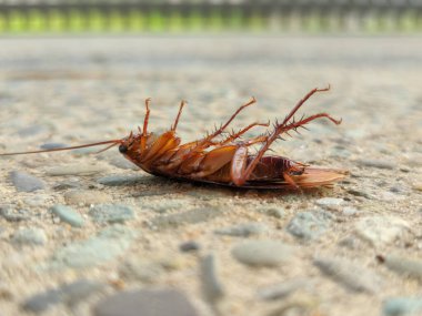 Yerde ölü bir hamamböceği