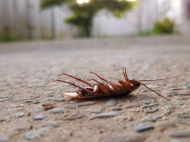 Yerde ölü bir hamamböceği