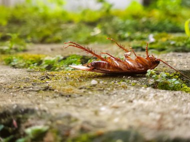 Bahçedeki çimlerin üzerinde ölü bir hamamböceği.