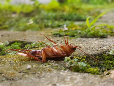Bahçedeki çimlerin üzerinde ölü bir hamamböceği.