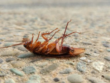 Yerde ölü bir hamamböceği