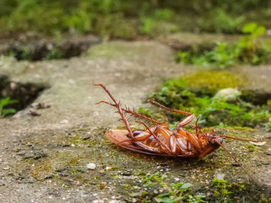 Bahçedeki çimlerin üzerinde ölü bir hamamböceği.