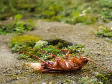 Bahçedeki çimlerin üzerinde ölü bir hamamböceği.