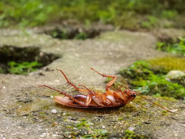 Bahçedeki çimlerin üzerinde ölü bir hamamböceği.