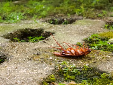 Bahçedeki çimlerin üzerinde ölü bir hamamböceği.