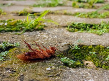 Bahçedeki çimlerin üzerinde ölü bir hamamböceği.