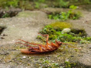 Bahçedeki çimlerin üzerinde ölü bir hamamböceği.