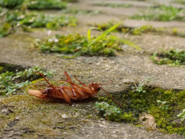 Bahçedeki çimlerin üzerinde ölü bir hamamböceği.
