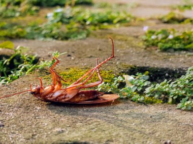 Bahçedeki çimlerin üzerinde ölü bir hamamböceği.