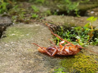 Bahçedeki çimlerin üzerinde ölü bir hamamböceği.