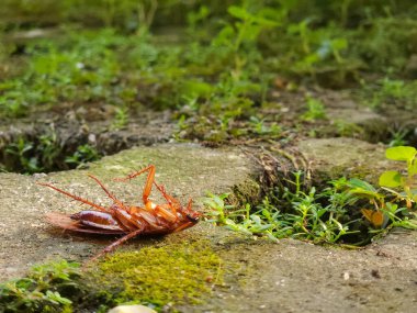 Bahçedeki çimlerin üzerinde ölü bir hamamböceği.