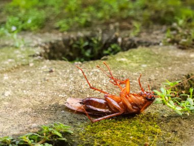Bahçedeki çimlerin üzerinde ölü bir hamamböceği.