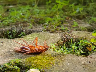 Bahçedeki çimlerin üzerinde ölü bir hamamböceği.