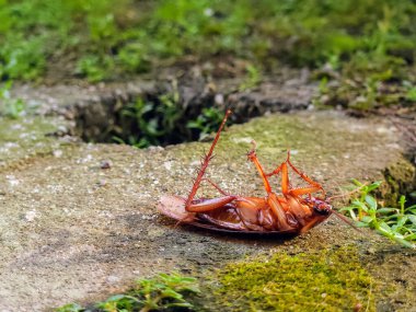 Bahçedeki çimlerin üzerinde ölü bir hamamböceği.