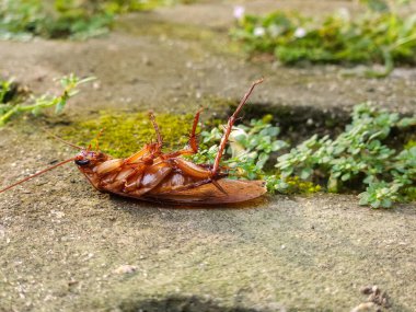 Bahçedeki çimlerin üzerinde ölü bir hamamböceği.