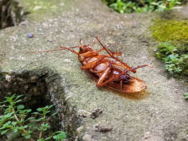 Bahçedeki çimlerin üzerinde ölü bir hamamböceği.
