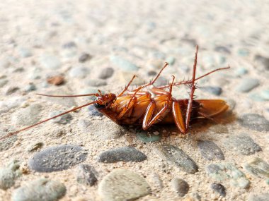 Yerde ölü bir hamamböceği