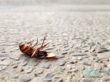 Yerde ölü bir hamamböceği