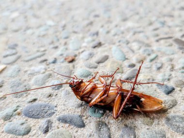 Yerde ölü bir hamamböceği