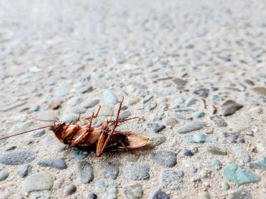 Yerde ölü bir hamamböceği