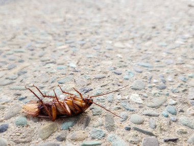 Yerde ölü bir hamamböceği