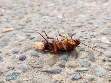 Yerde ölü bir hamamböceği