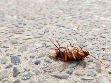 Yerde ölü bir hamamböceği