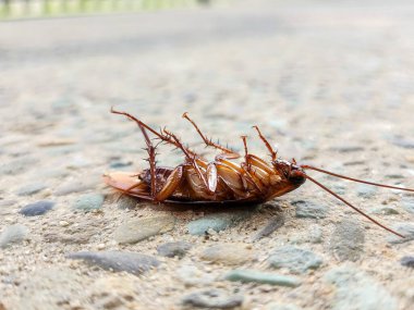 Yerde ölü bir hamamböceği