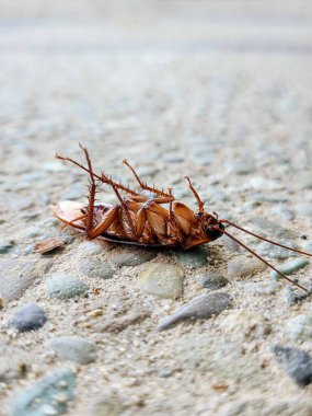 Yerde ölü bir hamamböceği