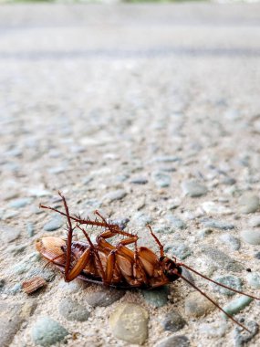 Yerde ölü bir hamamböceği