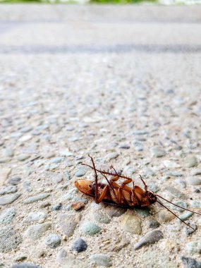 Yerde ölü bir hamamböceği