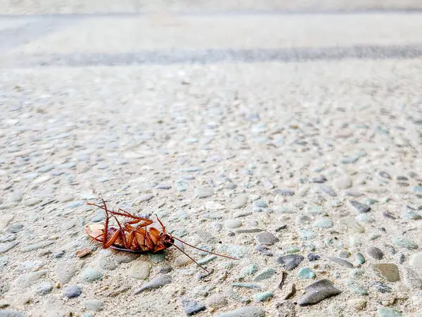 Yerde ölü bir hamamböceği