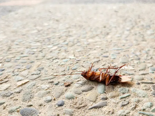 Yerde ölü bir hamamböceği