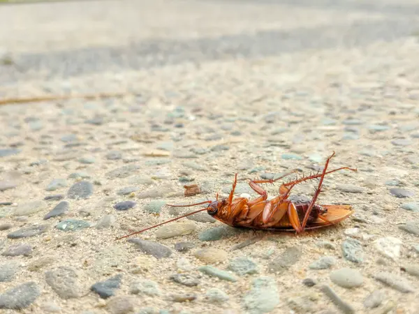 Yerde ölü bir hamamböceği